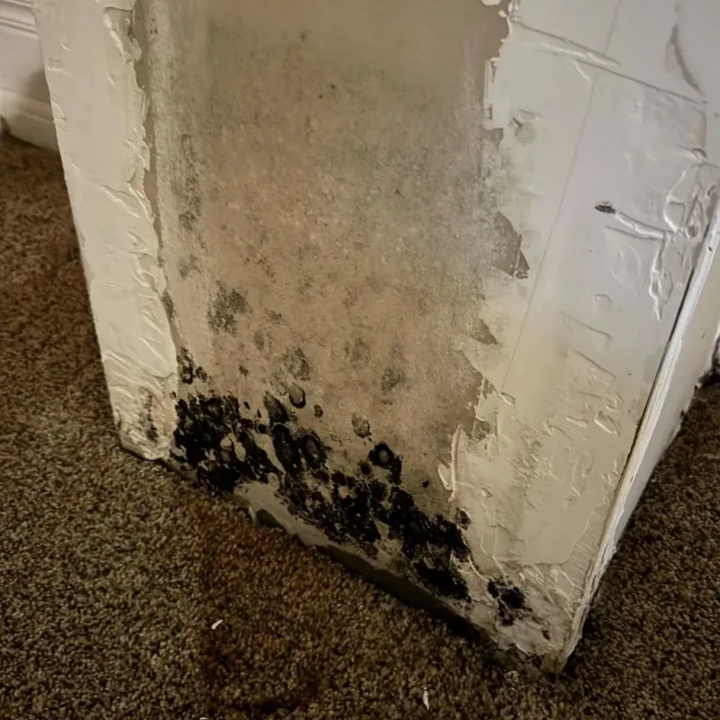 Professional Mold Removal in Mentor, OH